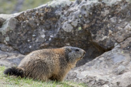 Marmotte des alpes location saint michel de maurienne