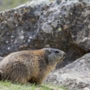 Marmotte des alpes location saint michel de maurienne